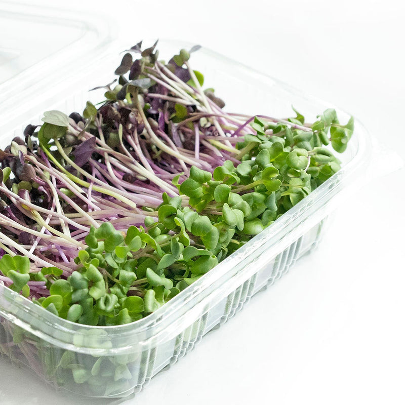 Radish Duo – Salad Mix Microgreens