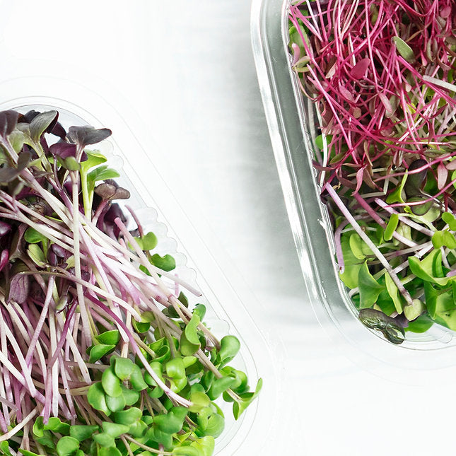 Salad Mix Bundle - Microgreens (Radish Trio + Exotic Mix) + Baby Greens