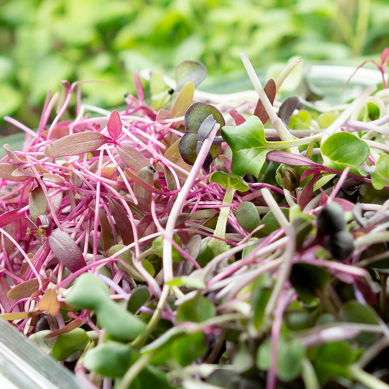 Exotic - Salad Mix Microgreens