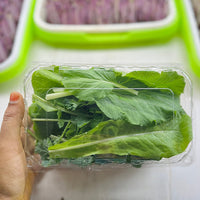 Salad Mix Bundle - Microgreens (Radish Trio + Exotic Mix) + Baby Greens 3