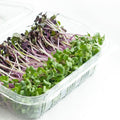 Radish Duo – Salad Mix Microgreens